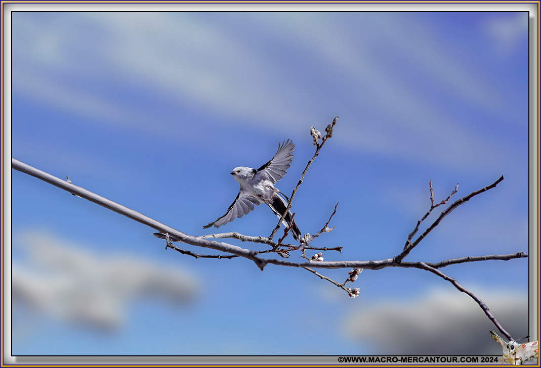 Mésange à longue queue